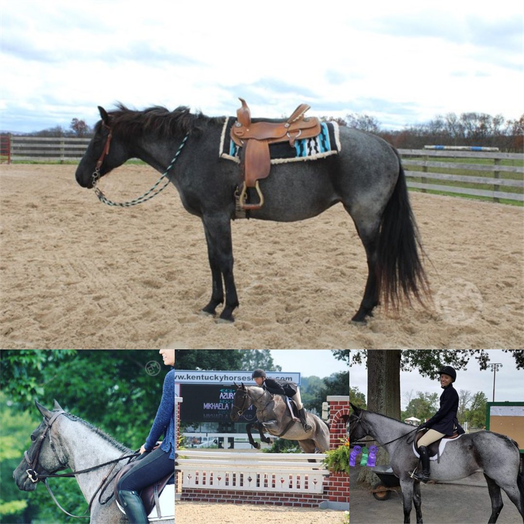 'Aruza'
Blue Roan QH Mare

Azura is a 12yr old 15.1 hh Blue roan mare. 

Check her out here: ow.ly/7IEj50Nu0R8

#EquineMarket #Horseforsale #horse #blueroan