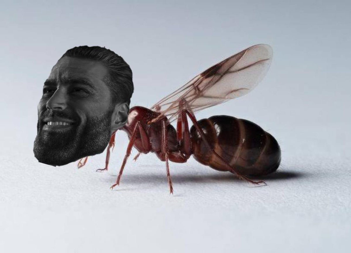 BOA NOITE SOU UMA FORMIGA MACHO EM BUSCA DE UMA RAINHA VIRGEM QUE NUNCA TENHA BOTADO UM OVO.