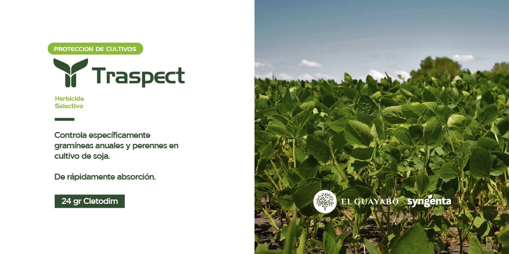 ElGuayaboSrl's tweet photo. ✔️ TRASPECT
Tecnología @Syngenta_ar
#ProtecciónDeCultivos 🛡🌱
▪️Herbicida selectivo.
▪️De rápida absorción.
▪️Otorga control de malezas anuales y perennes.
Te asesoramos 🙋🏼♂️🙋🏻♀️
#ElGuayabo 🌳
#Herbicida #Rinde #Soja #Producción #Syngenta #JuntoAlProductor #Traspect https://t.co/p1pehfC4ZC