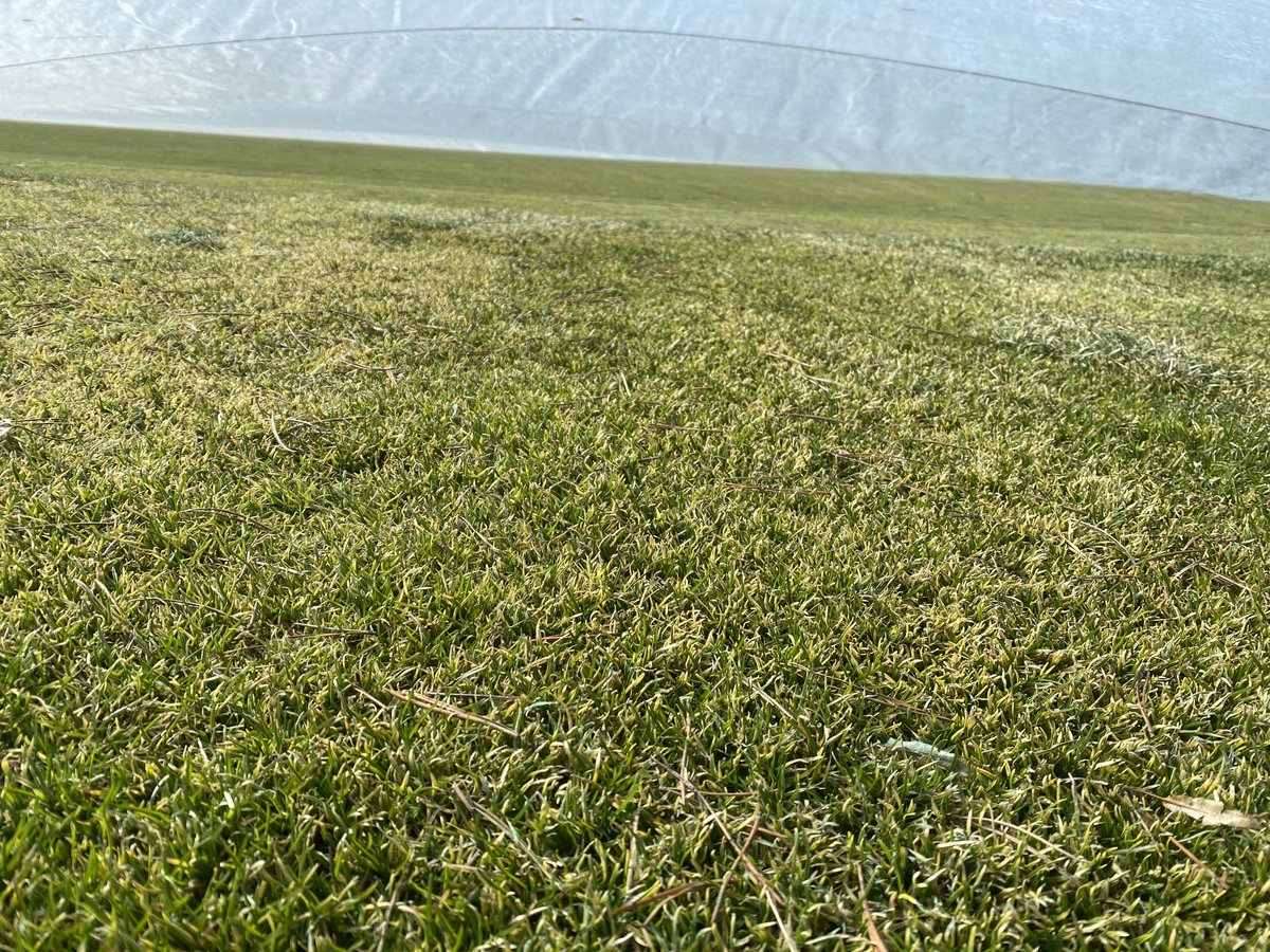 saeastgreens's tweet photo. A first peek under the tarps are pointing to signs of turf that has overwintered well.  #SAEastGREENS https://t.co/qTQpPG6Sfu