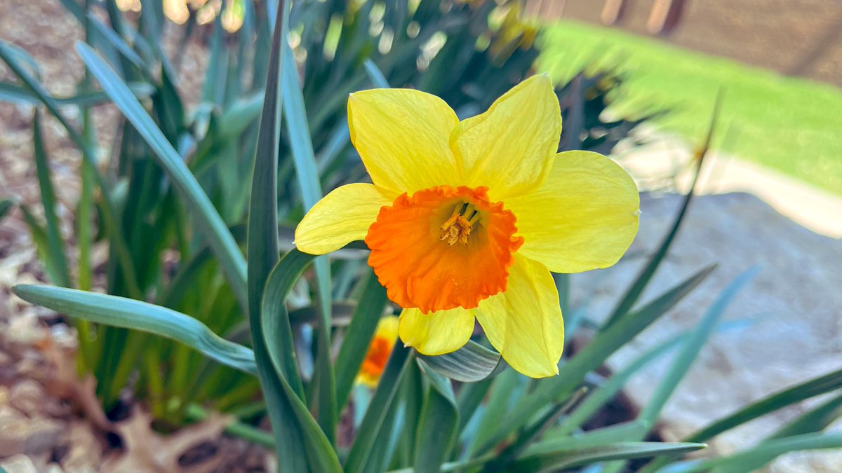 stuartscience's tweet photo. Spring is in the air @sfccmo 🌼 https://t.co/KYYb5cJOwV