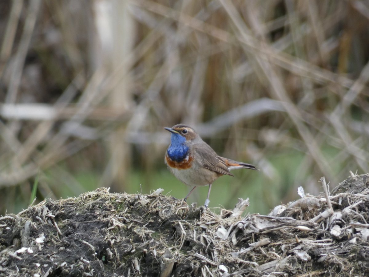 Blauwborst
