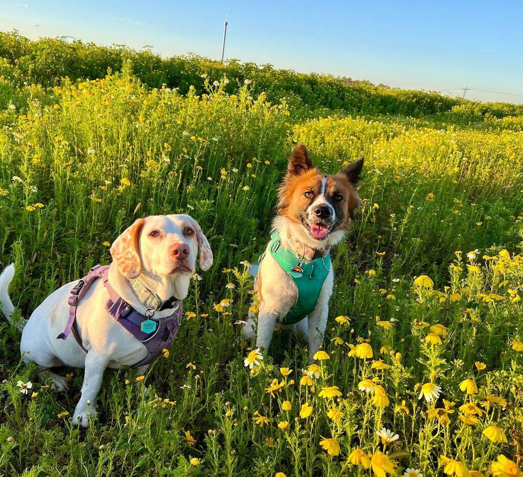 Libbylowrider's tweet photo. Feeling a little bit like spring!! 🥳
.
#fiestaisland #springpictures #dogsofsandiego #adoptdontshop #goodmorning #springhassprung #muttstagram #mydogsarethebest https://t.co/JBEumTzO33 https://t.co/uEJPwTv1CC