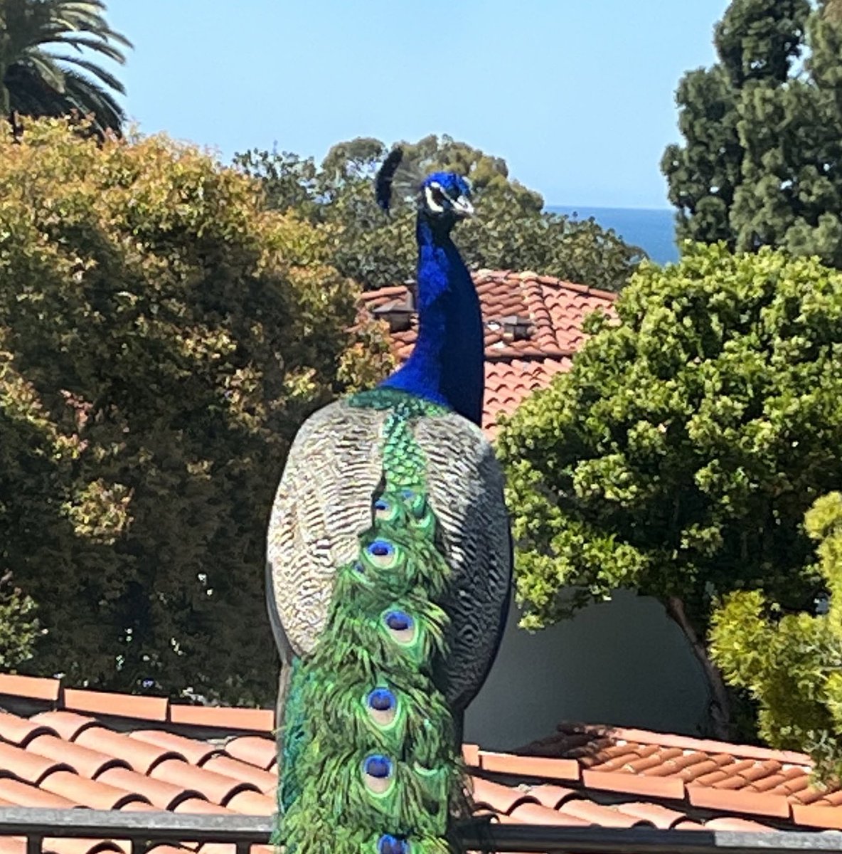 prosenesq's tweet photo. @sykesjeff #animalposing Say hello … https://t.co/Lr0c3V89PD