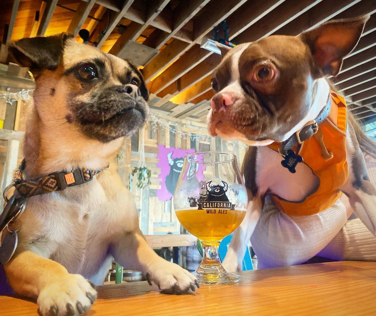 sdbrewers's tweet photo. What are these good boys discussing?
Probably how much they love #sdbeer ๐ฅฐ
Bring your furry friend with you on your next beer outing - list of dog-friendly breweries here:
https://t.co/fwDob5zXCd
#pupsandpints #dogsofinstagram #dogs https://t.co/BEJC8oBHAa