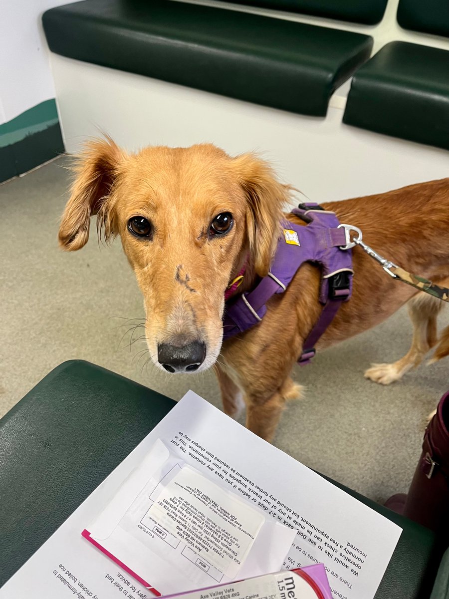 AdoptionsUk's tweet photo. Please retweet to help Esme find a home #WELLS #SOMERSET #UK 

Beautiful Saluki aged 6. She has some scars on her face. She has a sweet nature and can live with children aged 6+ and with another dog. Please give this girl an extra retweet. 
DETAILS
https://t.co/ygK5RGbi9U
#Dogs https://t.co/Do92r6ntnz