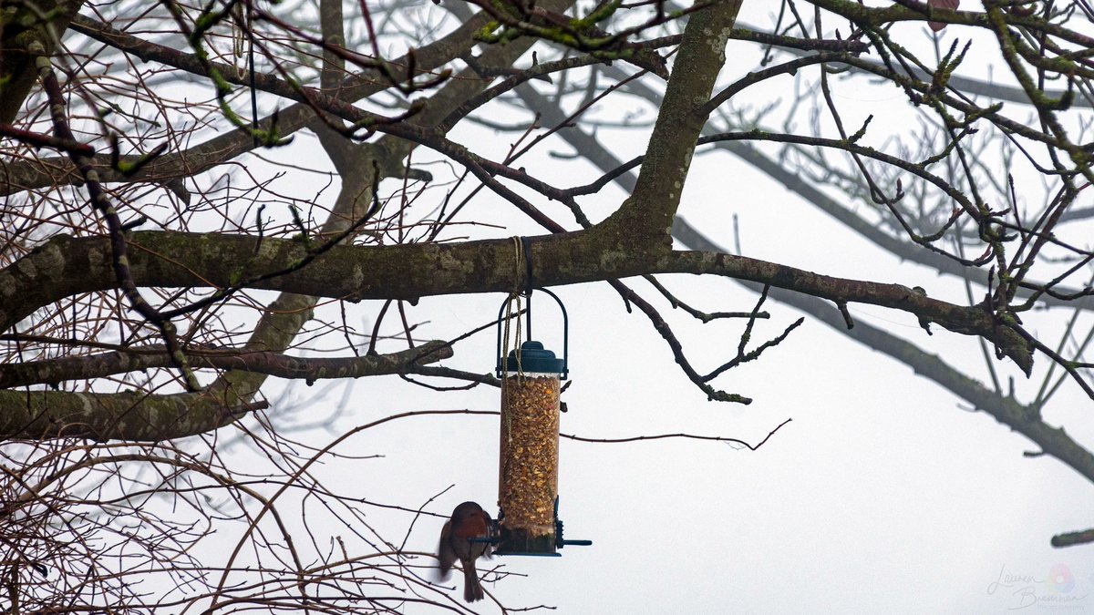 LBPhotography96's tweet photo. Robin One and Two by Lauren Bremner.
#laurenbremnerphotography #natgeoyourshot #natgeo #natgeotravelpic #natgeo_lovers #lifeofadventure #travelphotography #jessopsmoment #travellingthroughtheworld #wanderlust #nature #travelholic #discreetdestination #lifeofadventure https://t.co/4yTtRObeL8