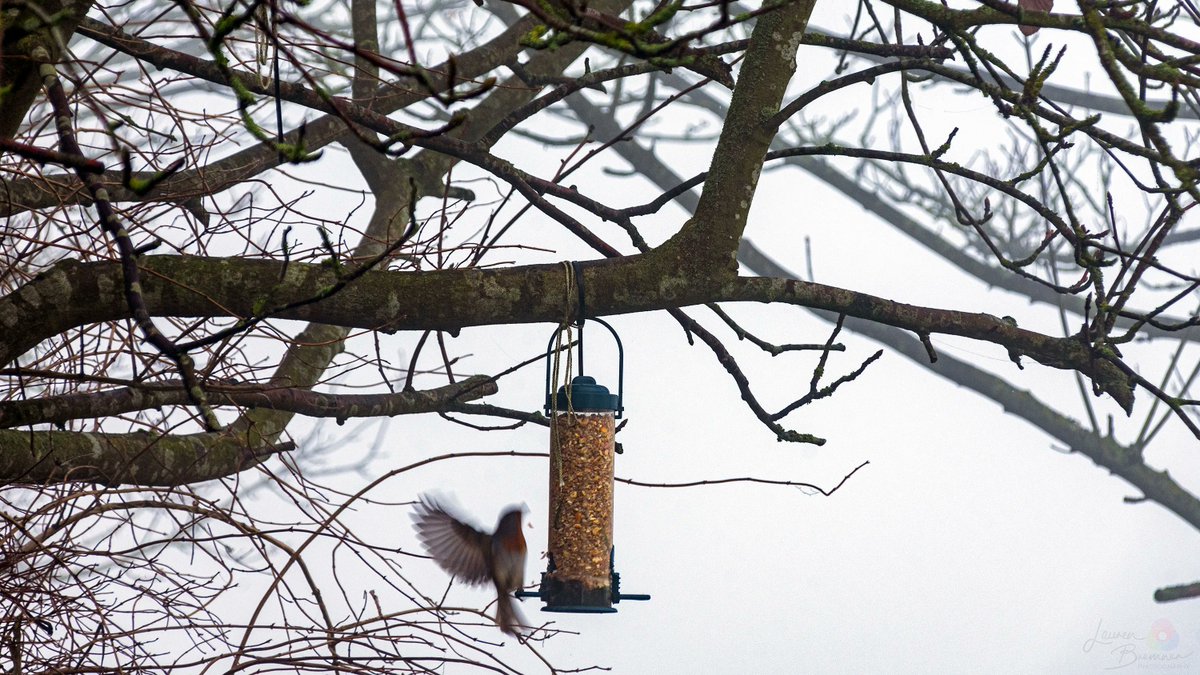 LBPhotography96's tweet photo. Robin One and Two by Lauren Bremner.
#laurenbremnerphotography #natgeoyourshot #natgeo #natgeotravelpic #natgeo_lovers #lifeofadventure #travelphotography #jessopsmoment #travellingthroughtheworld #wanderlust #nature #travelholic #discreetdestination #lifeofadventure https://t.co/4yTtRObeL8