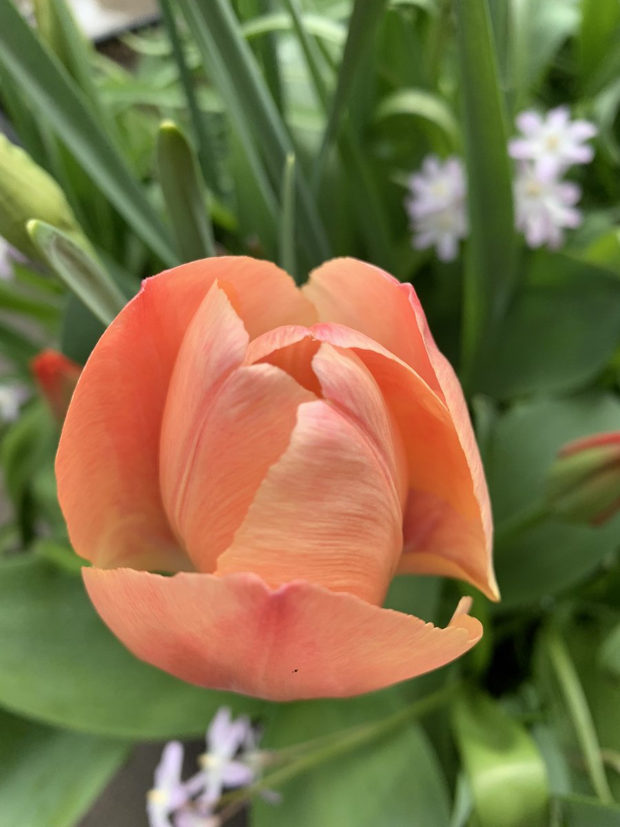#tuesdaytulips