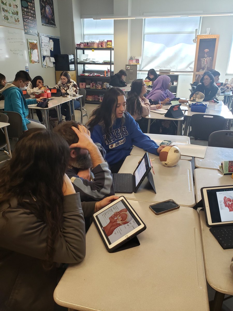 GCHSTHAcademy's tweet photo. One-on-one cranial muscles assessment in Mr. Moll's Human Anatomy &amp; Physiology class! Muscle names, origins/insertions, actions! #1herd #thfamily https://t.co/DkQ3dW42mQ