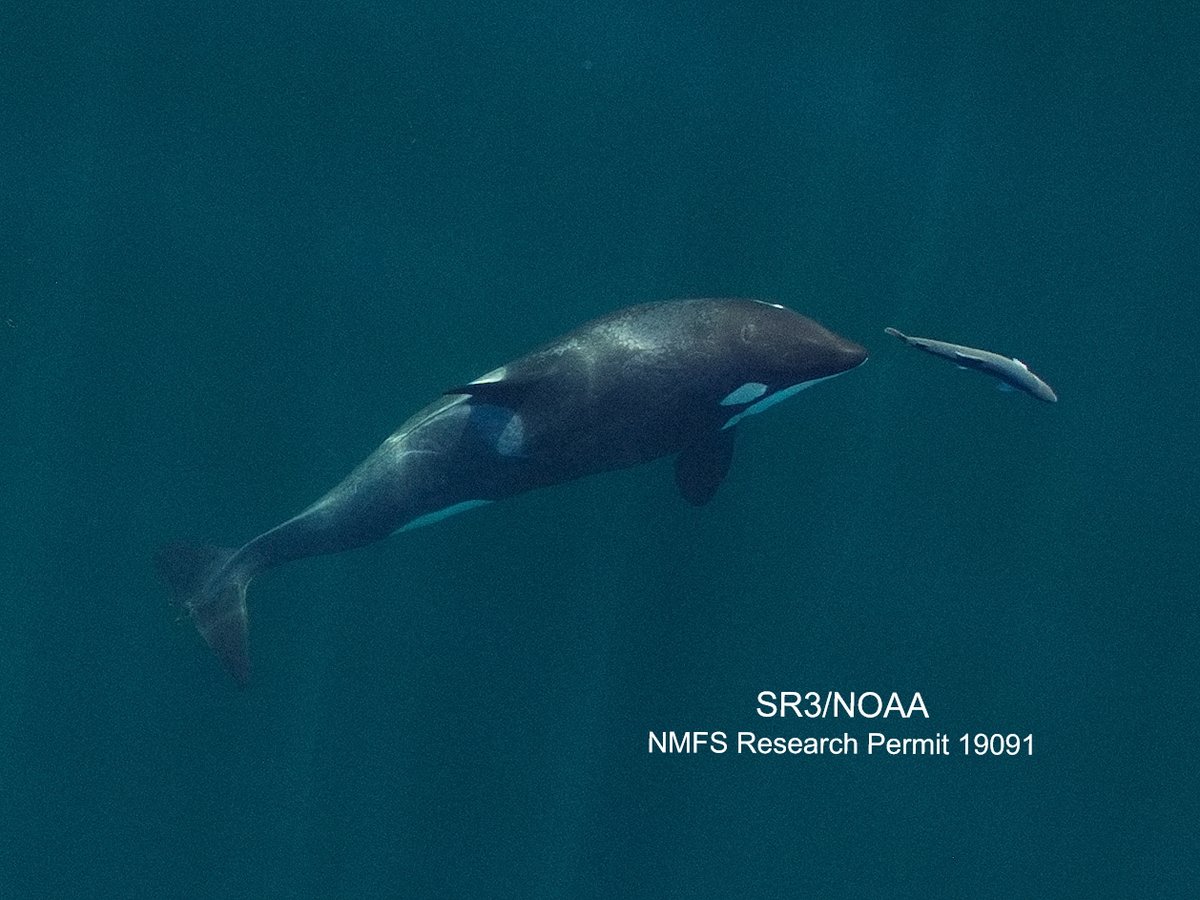 Dr. Joshua Stewart tweet media