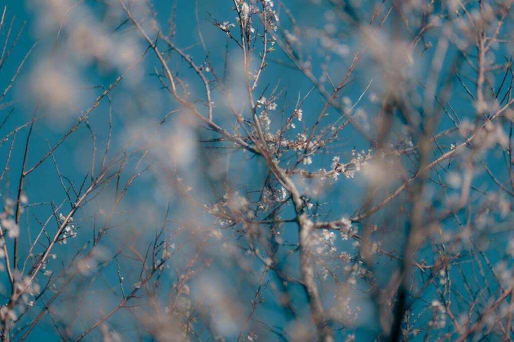 SeafieldStreet's tweet photo. Blossom
27.03.23

#whitehills #scotland #aberdeenshire #northeast #spring #flowers #nature #garden#trees #theaberdeenphotographers #leica #leicacamera #leicasl #sigma105 #sigmaphoto #lmount #sigmaart #sigmalens #sigmauk #sigmajapan #leicainternational #l… https://t.co/IpMpcQ57qX https://t.co/mm0Cp32u2K