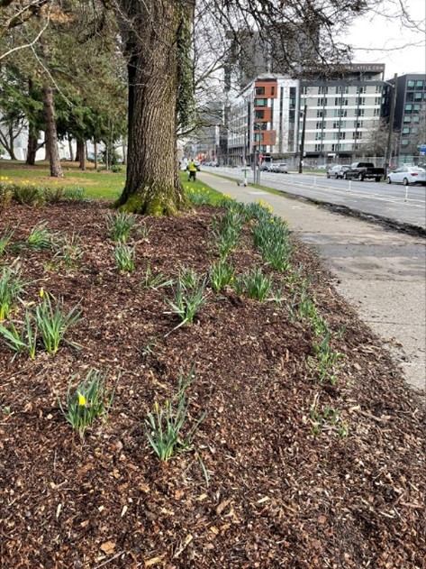 SeattleParks's tweet photo. We now interrupt your scrolling to show you some pictures of beautifully mulched garden beds! 🌱

#ParkProud
#SeattleMulchShines
#SeattleShinesInSpring 
#Spring 
#SignsofSpring 
#SpringIsHere https://t.co/kGRRSadLwq