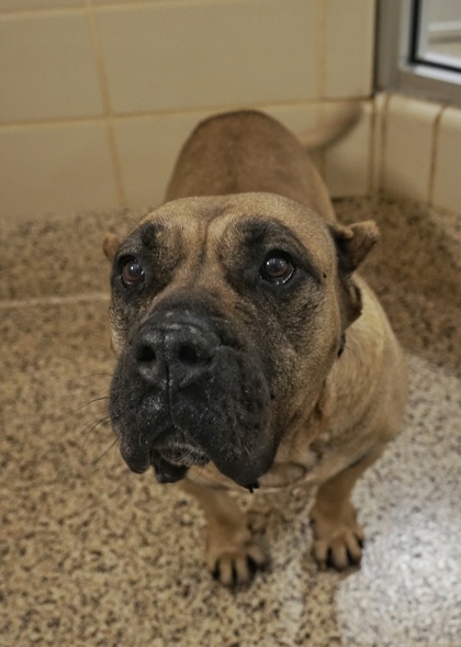 SPCAAlbrecht's tweet photo. This is one time when a name matches the face &amp; heart. Our Big Bertha is for the laid-back crew, she needs a home where she can be the biggest lap dog &amp; still play like a pup. She'd do best with older children &amp; other dogs (meet &amp; greet required). Cats are unknown. Adopt today! https://t.co/Y8dPgQdsed