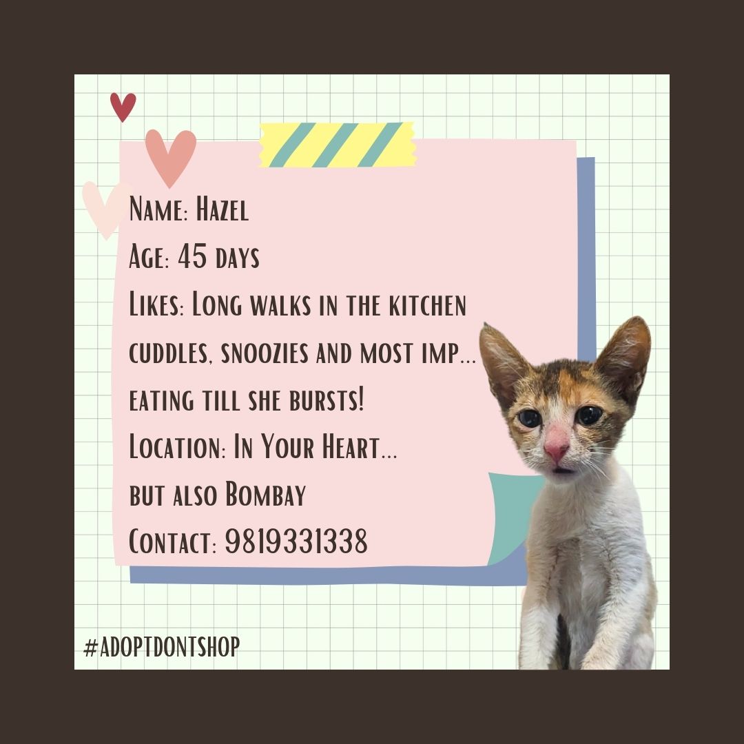 Meghana B (@megambo_) on Twitter photo Help us find a home for this displaced kitten #Mumbai #adoptdontshop <a href="/SahilBulla/">Sahil Shah ๐ฎ๐ณ</a> <a href="/worldforall/">WorldForAll</a> <a href="/WSDIndia/">WelfareofStrayDogs</a> Help us find a home for this displaced kitten #Mumbai #adoptdontshop <a href="/SahilBulla/">Sahil Shah ๐ฎ๐ณ</a> <a href="/worldforall/">WorldForAll</a> <a href="/WSDIndia/">WelfareofStrayDogs</a>