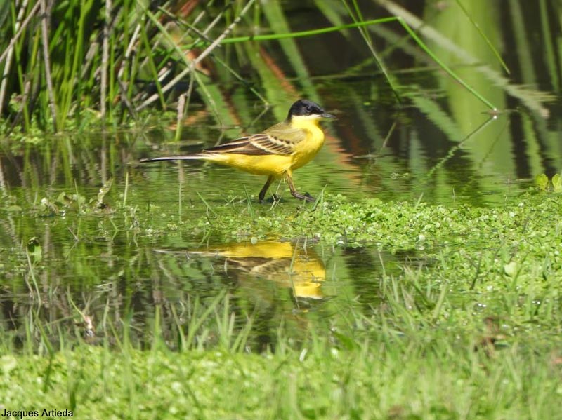 Ornithomedia's tweet photo. Les Bergeronnettes printanières (Motacilla flava) sont de passage, et des sous-espèces rares sont à rechercher, comme celle des Balkans (M. f. feldegg)➡️ Cliquez sur ce lien pour voir d'autres photos dans notre galerie : https://t.co/MBwtMekfdl #birds https://t.co/9zivb1xdQr