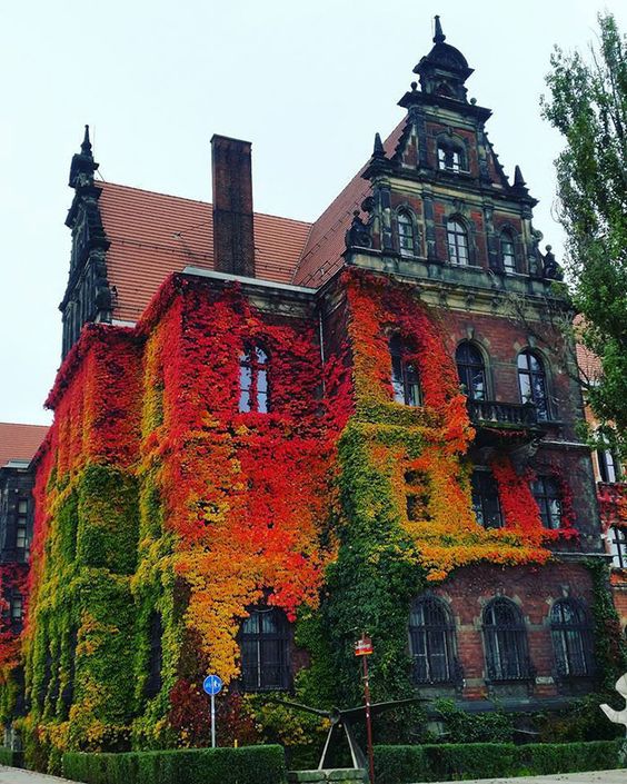normalize covering buildings in every shade and variety of ivy