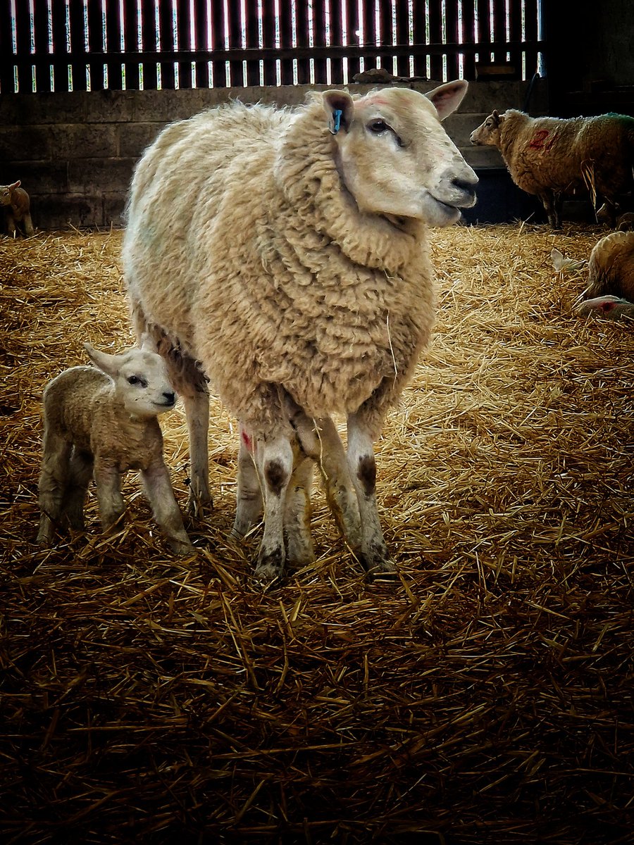 We've got lambs aplenty... just need some finer weather sometime soon 🌤

#lambing23