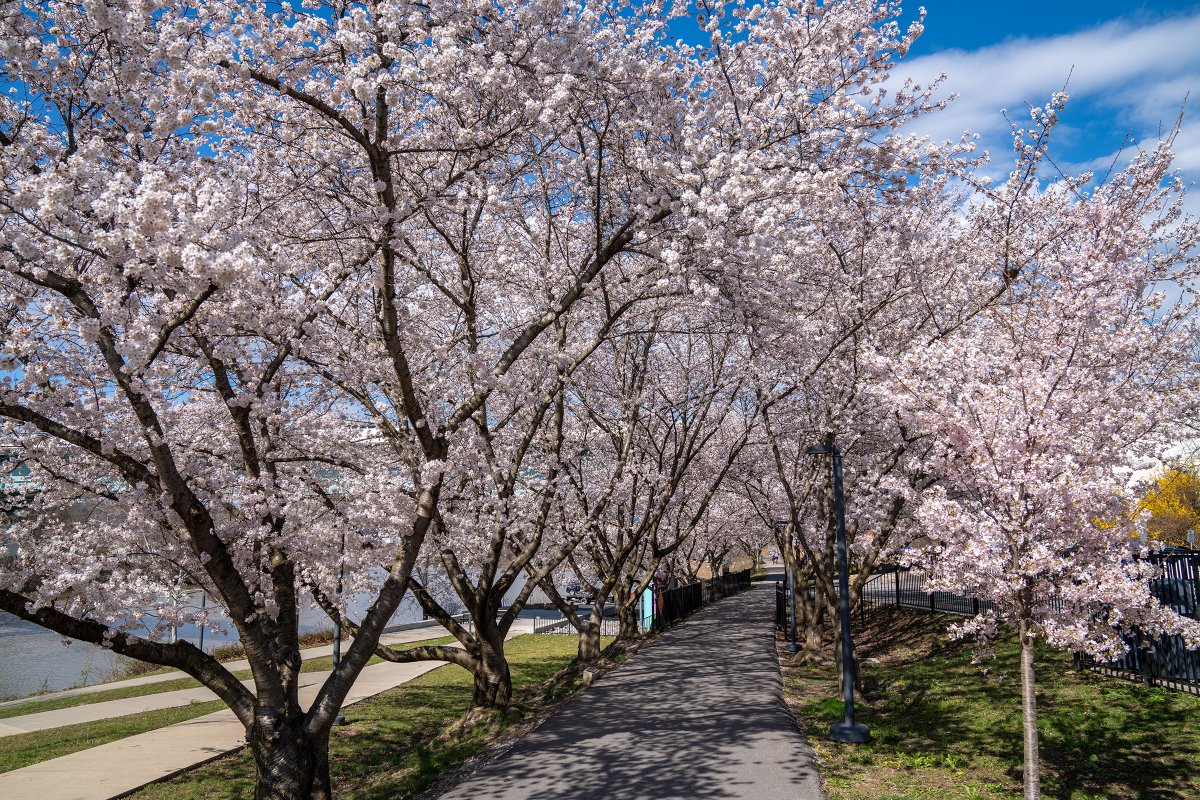 WestVirginiaU's tweet photo. Spring has sprung around Morgantown. 🌸 https://t.co/ucO9RFTDCV