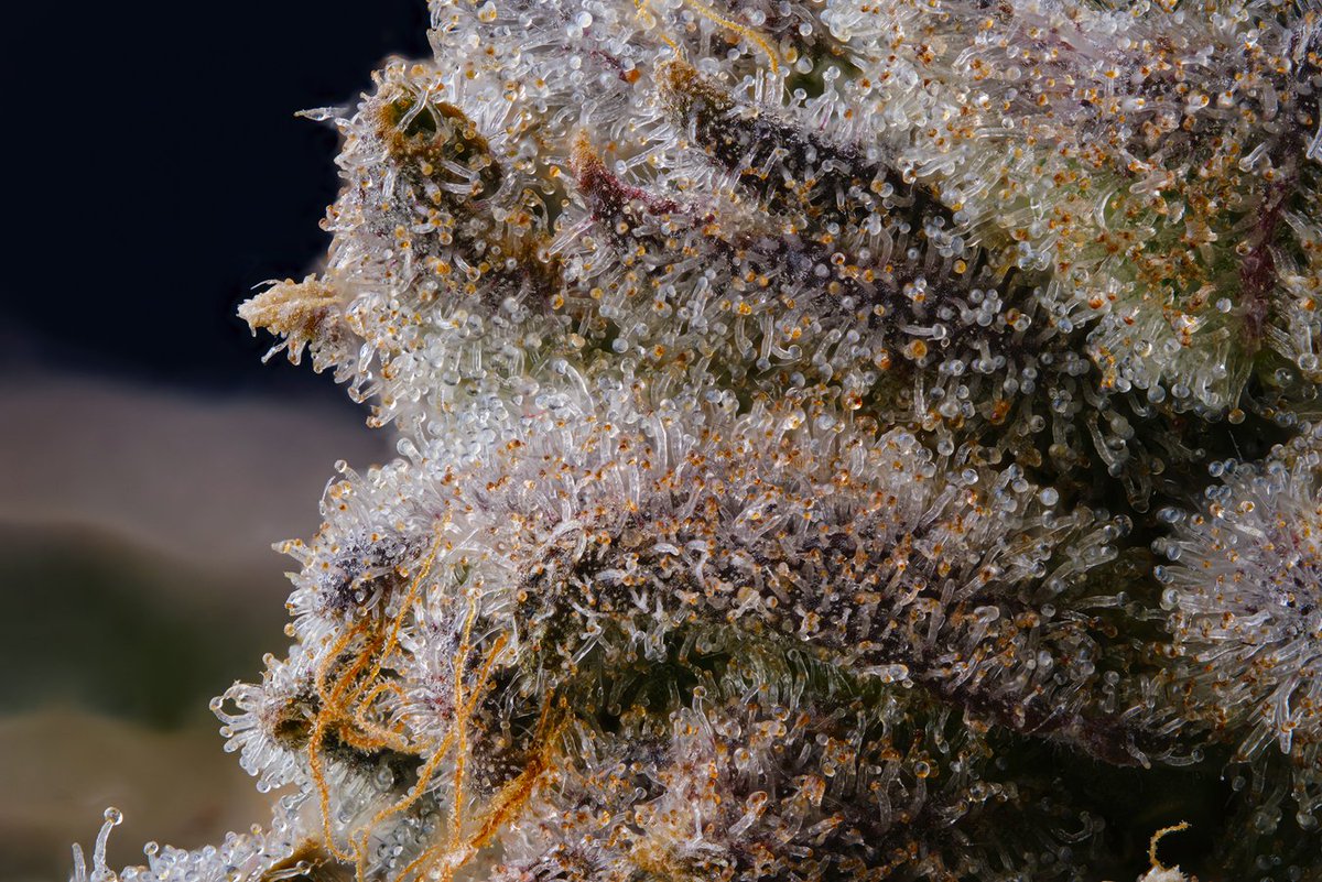 Trichs ambered out as far as the eye can see 👁️🌅
#cannabis #trichome #macro #i502