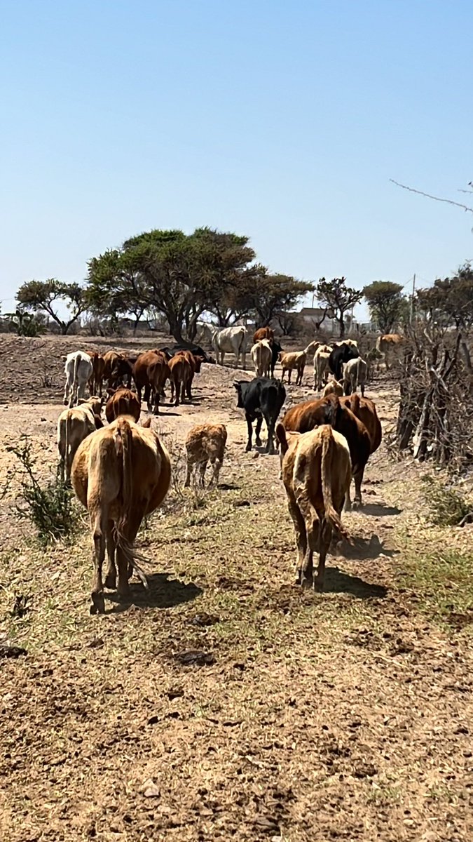 carlosanaya_83's tweet image. #AltosdeJalisco #SanMiguelelAlto #mirancho #ganadero #lafortuna