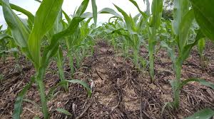 Conservation #agriculture is based upon three principles: minimum tillage and soil disturbance, permanent soil cover with crop residues and live mulches, and intercropping. #Healthysoil #healthyfoods #farming #Savebiodiversity