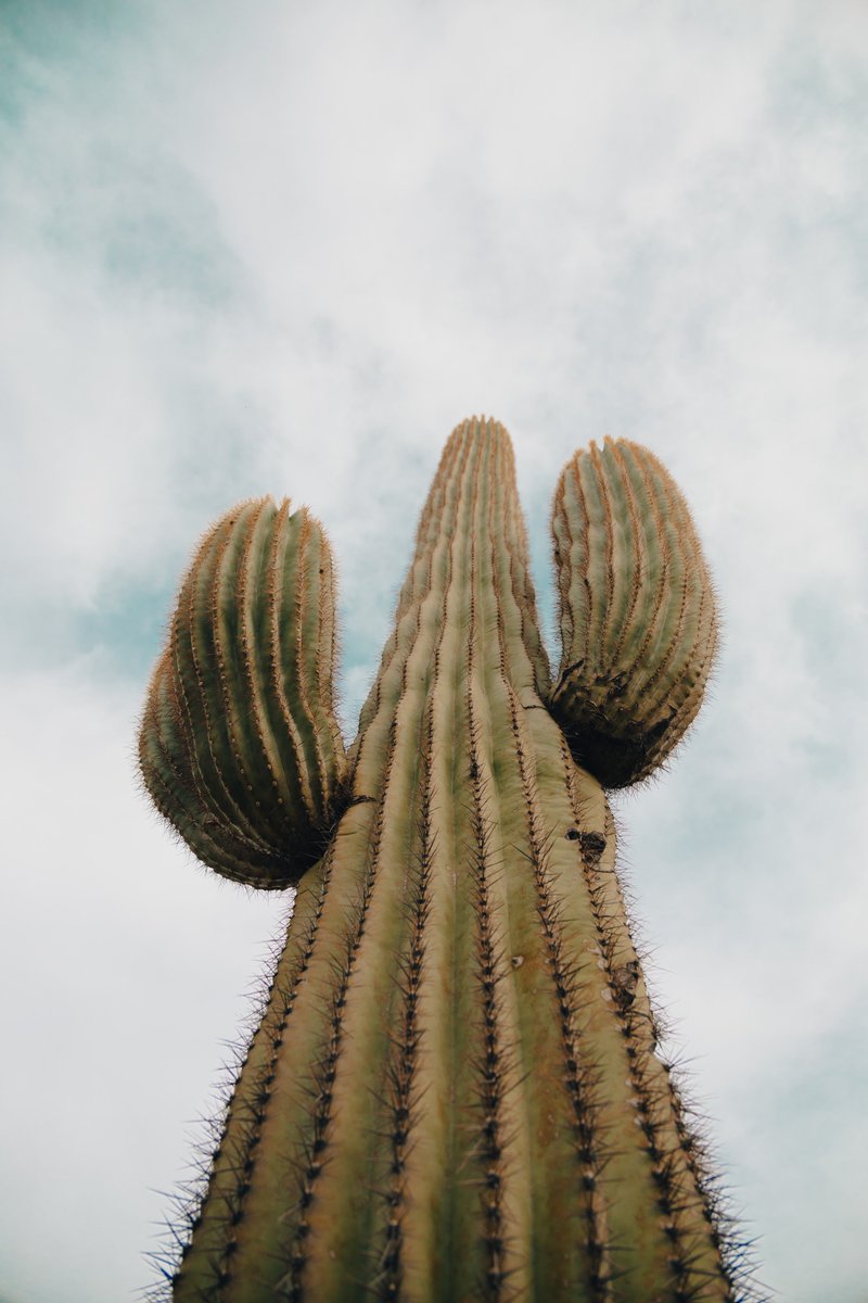 TheShapeShire's tweet photo. Put your #hands up in the air! #saguaro
Happy #shapehunting!
#randomshapes #shapes #geometry #shapehunt #homeschool #homeschoolers #homeschooling #homeschoolmom #childexplorers #exploring #nature #shapeshire #familylearning
#successfullearners #arizona #cactus https://t.co/ZOipk4I23S