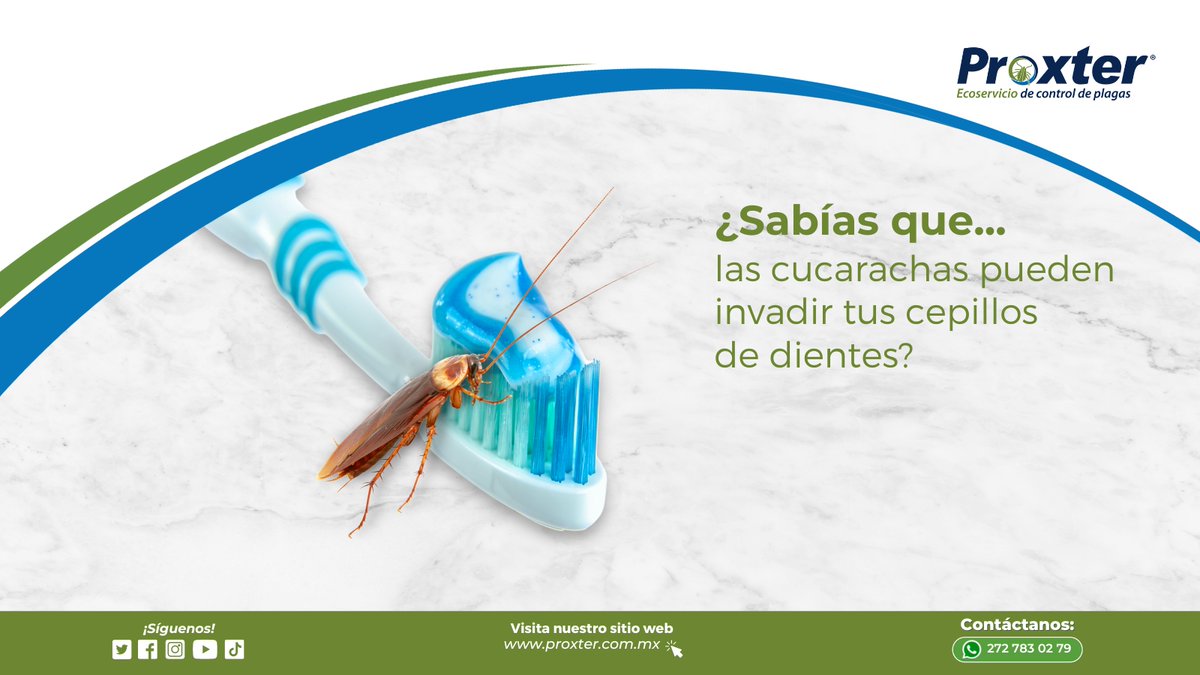 Proxter01's tweet photo. No permitas que las cucarachas afecten la higiene de tu hogar y pongan en riesgo tu salud y la de tu familia. Contrata nuestro servicio de control de plagas y despídete de esta amenaza.
Mantén tus cepillos de dientes limpios y tu hogar libre de cucarachas. https://t.co/BikuEnGcHo