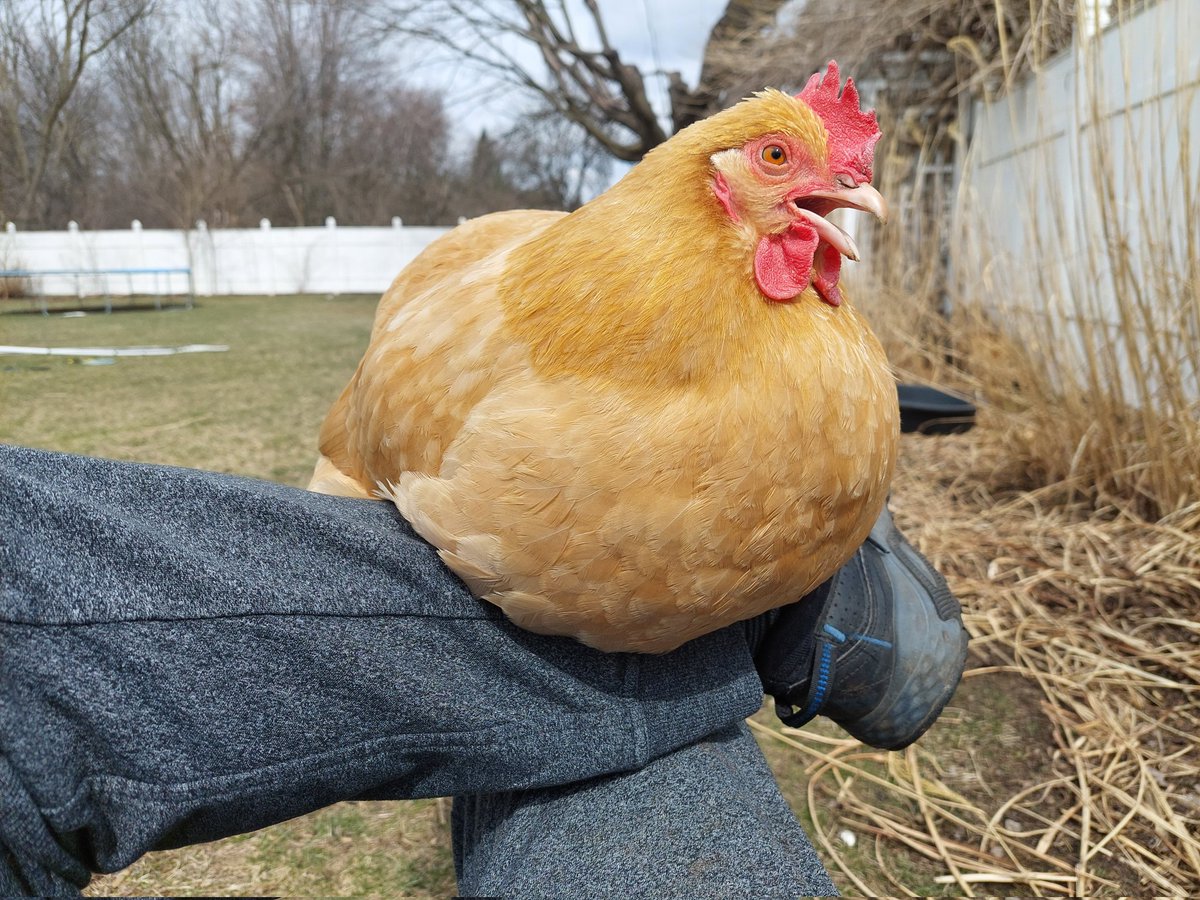 SpikedRN's tweet photo. My new feathered ankle warmer works really good! https://t.co/Ii1rUUZ7LC