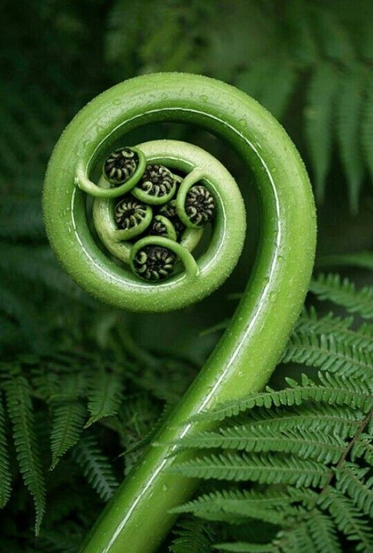 krowertak's tweet photo. fern https://t.co/pAxkwdguk1