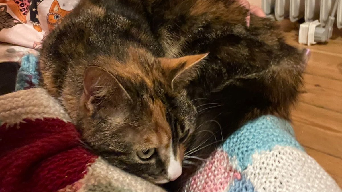 We’re seeing more moggies than ever in need of a home this spring. Thankfully these 5 are all now settled in their purrfect homes. Whether you can adopt, or make a one-off donation to Cambridge branch through our appeal, you’ll make a difference 😺 cats.org.uk/spring-appeal/…