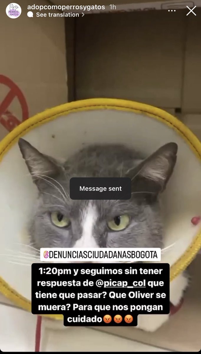 Juliana Gonzalez tweet media