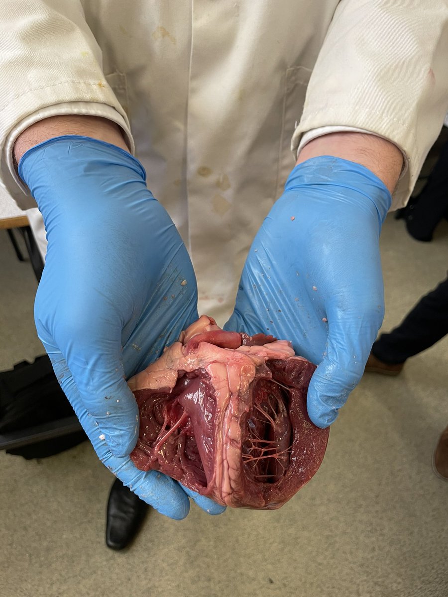 StPeters_Sci's tweet photo. Year 12 A-Level Biologists really pulling on those heart strings for their required practical dissection β€οΈπ« #stpeters #aqa #biology #science #heart #requiredpractical #alevel https://t.co/VqgbFpgldN