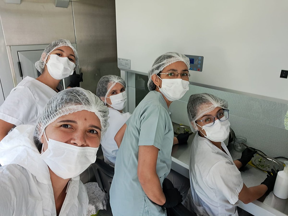 #EconomíaDelConocimiento La <a href="/BiofabricaMnes/">Biofábrica Misiones</a> desarrolla biotecnología para el Phytolab de Buenos Aires economis.com.ar/la-biofabrica-…