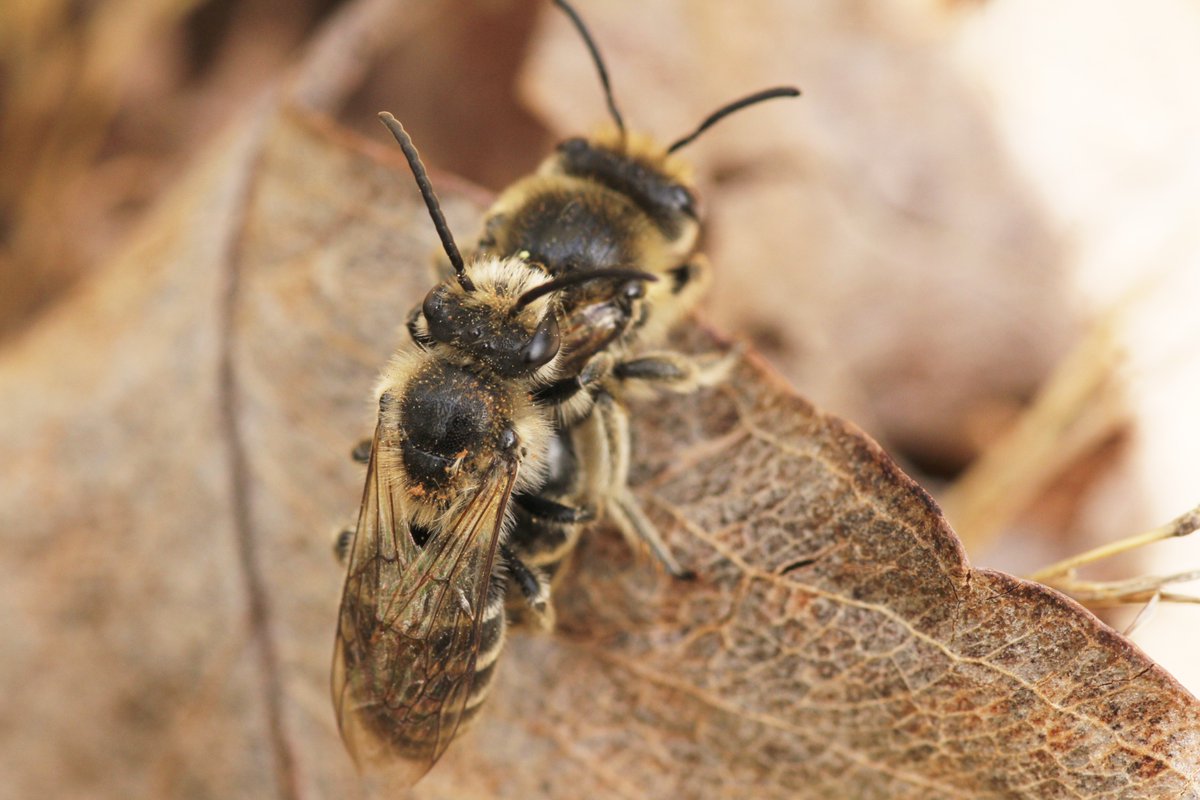 lrusso08's tweet image. I know I have thousands of Colletes photos but you can never have too many, right? Right?! #colleteslove