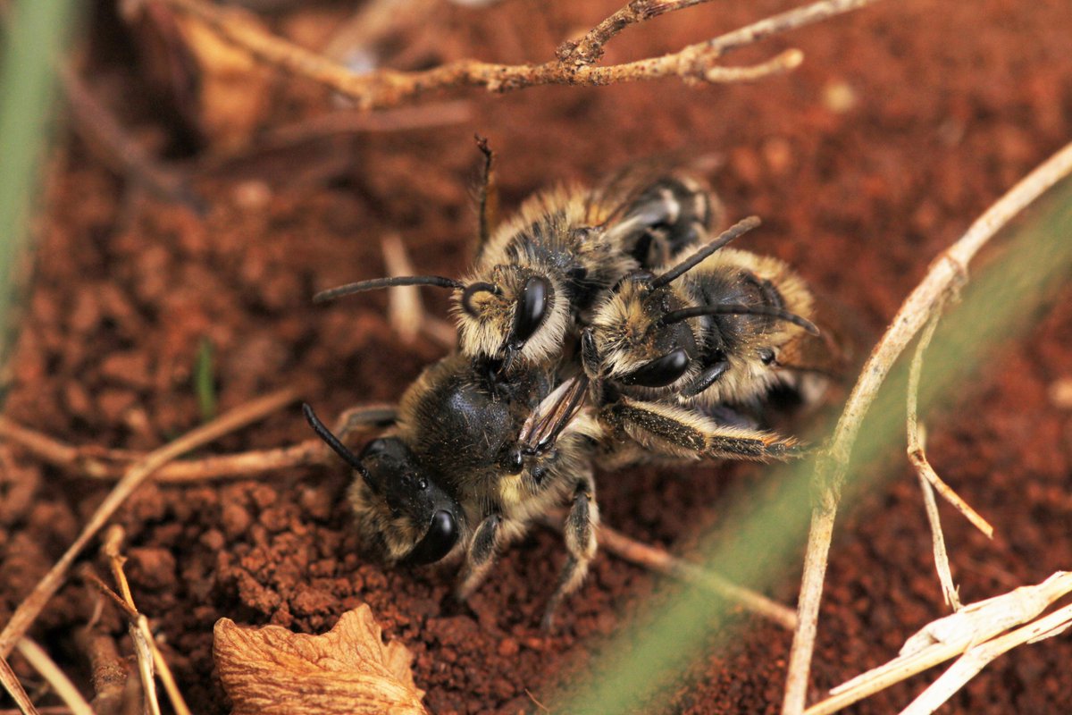 lrusso08's tweet image. I know I have thousands of Colletes photos but you can never have too many, right? Right?! #colleteslove