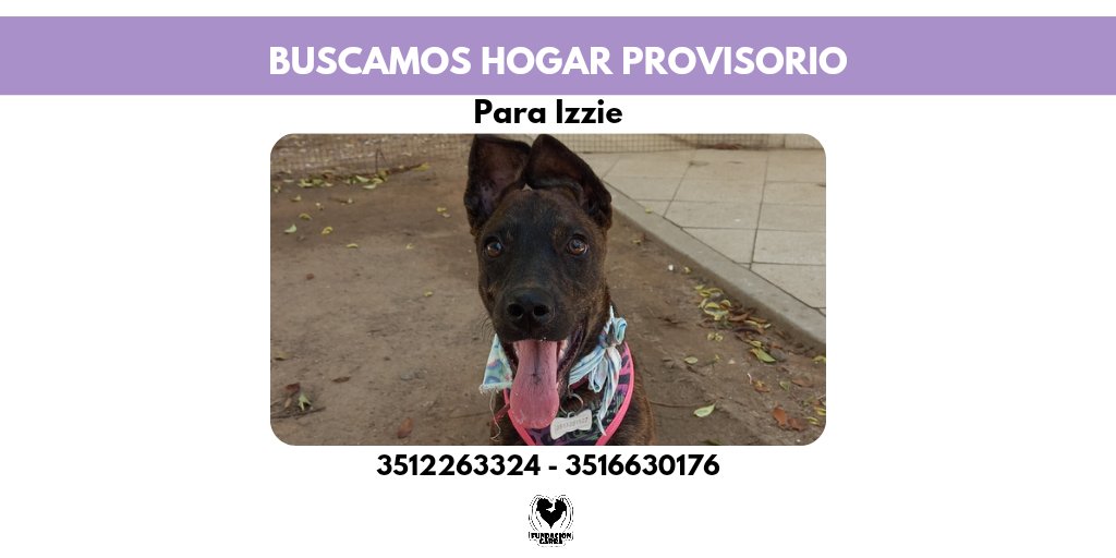 ¡Izzie necesita hogar provisorio! 
¿Te animas a cuidarla? 📲 Comunicate por privado.

Si no podés ayudanos difundiendo. 🙏🏽