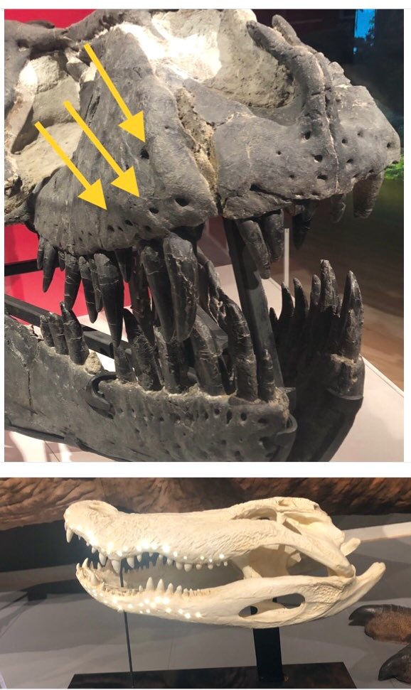 KellyH_Museum's tweet photo. Small holes in the T rex’s jawbone may have transmitted nerve signals to the brain, similar to what happens in modern alligators and crocodiles 🐊 Join in the fun @ROMtoronto for T rex: Ultimate Predator #dinosaur #museumed https://t.co/GAc7ivd9Pa