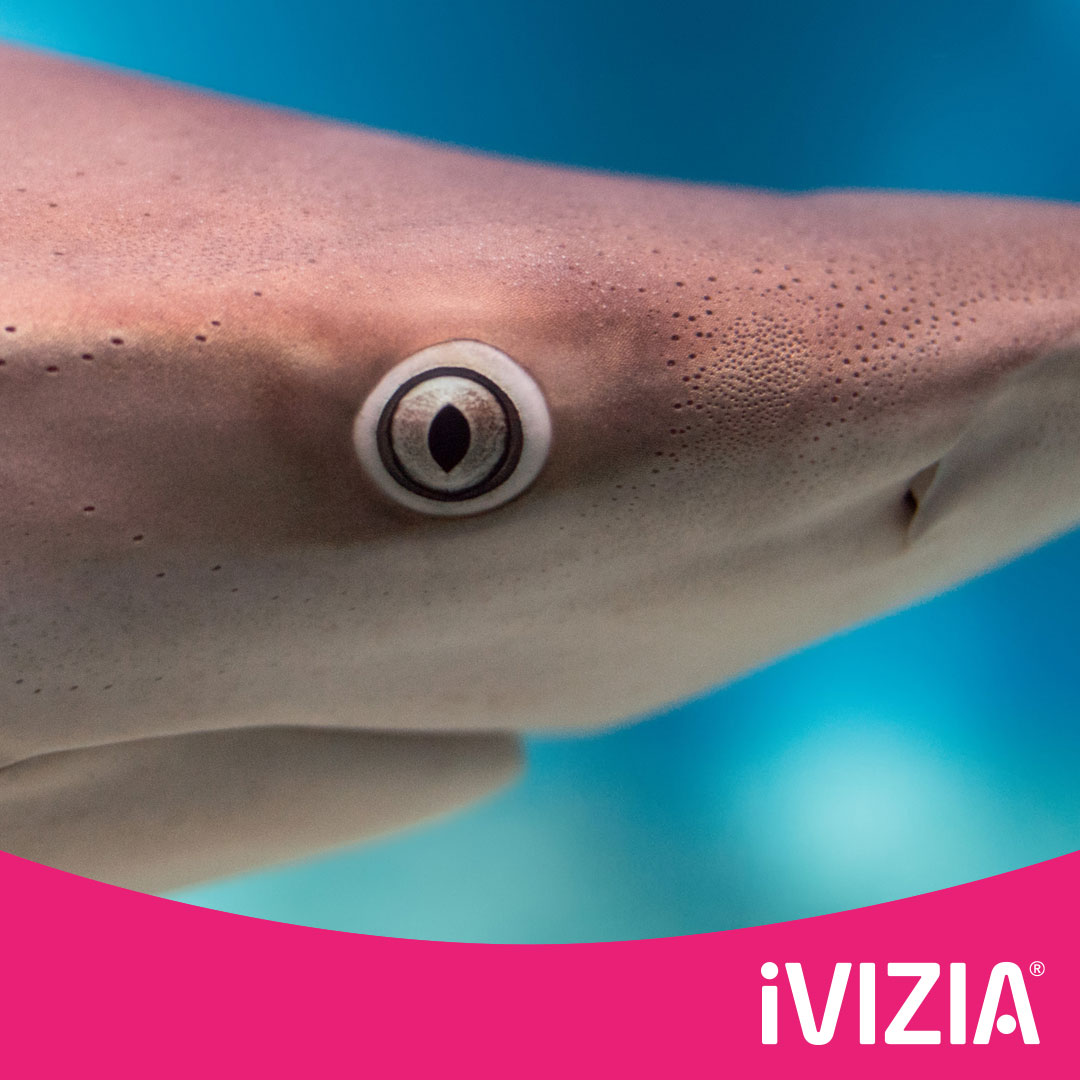 #TuesdayTips: The shark cornea is nearly identical to the human cornea, and has even been used in human eye surgery.

#funfacts #eyes #eyehealth #eyefacts #sharks #interestingfacts