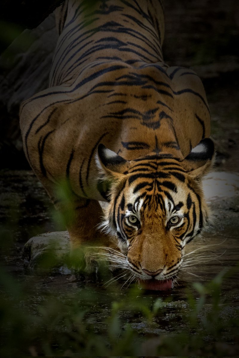 Good Evening Tiger quenching his thirst Caption: Quench your thirst 2 Pls RT/QT if you like #NFTCommunity #NFT #TigerSeriesbyAshutosh #Tiger #wildlife #nftart #NFTartwork #nftcollectors #NFTartist