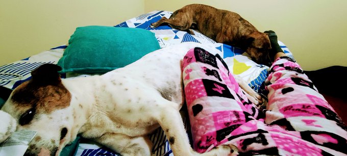 And if I get sick, they are still with me 🐕.. I love them ❤️ https://t.co/W9kDME7gYg