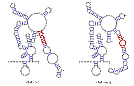 ucielp's tweet photo. Just published our new findings on #lncRNA mutations in #ColorectalCancer! Our structural probing approach revealed a novel NEAT1 mutation that alters its structure, with implications for targeted therapy in relapsed patients. 

https://t.co/suppHzPMhP https://t.co/1VN7OUtGnt