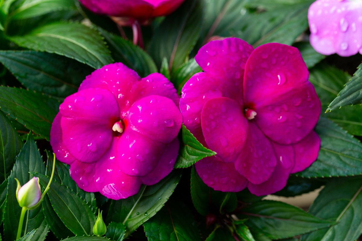 MetrolinaGHS's tweet photo. #Plant them after the last threat of frost. With adequate moisture (water daily or more often in extreme heat!), New Guineas provide a low-maintenance yet high-performance option. 
Now #shipping to garden retailers near you! https://t.co/BueyEQB1jh