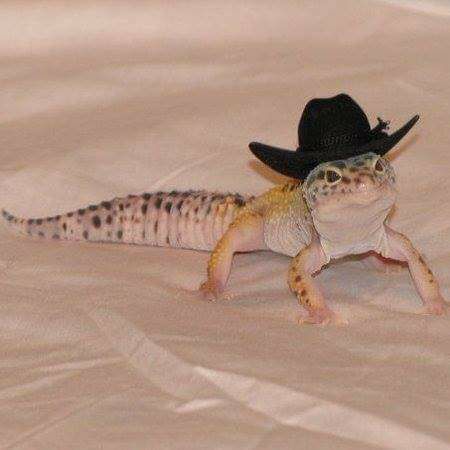 Howdy Bearded Dragon