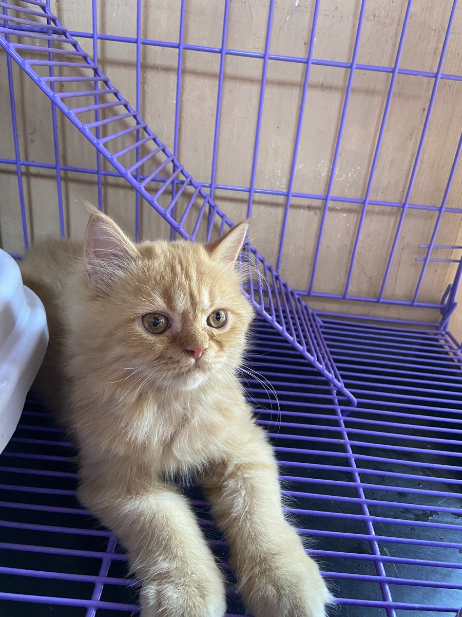 aagrayatis's tweet photo. Hello again, Twitter world/universe/haven/hell(?)

Just dropping by to share a photo of our cat/my bb pumpum https://t.co/2ihQyO4VP2