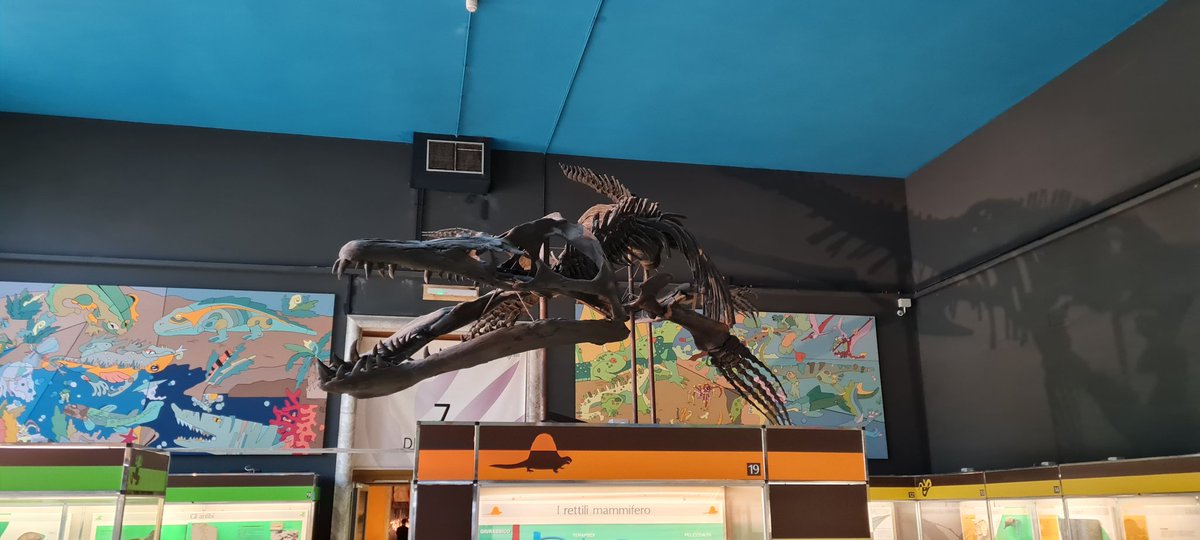 SpinoEnjoyer's tweet photo. Today I went to the Natural History Museum of Milan.
Today I saw a Tyrannosaurus Rex for the first time.
Today was a good day. https://t.co/NQ74OElb10