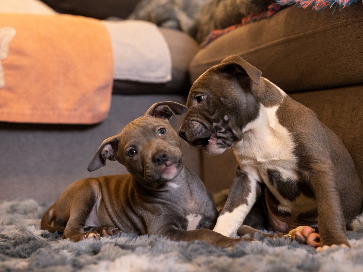 ❗PARVOVIRUS IS ON THE RISE❗ Canine parvovirus is a highly contagious virus that is a significant concern in shelters. Check out these tips below on developing protocols. #TuesdayThoughts #aspca 👇 aspcapro.org/resource/tips-…