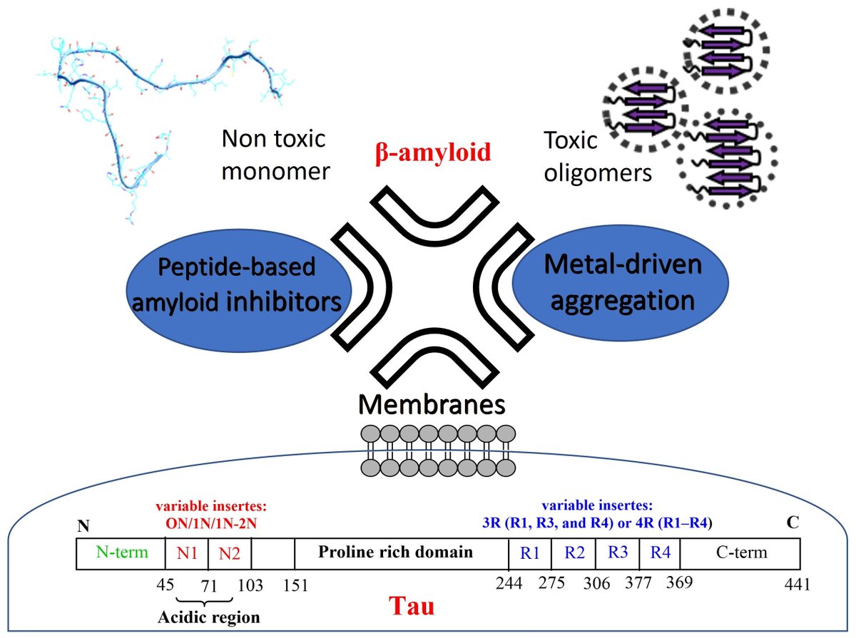 Molecules_MDPI's tweet image. 📌#Alzheimer’sDisease #neurodegeneration #metalcomplexes
#New #Publication “Aβ and Tau Interact with Metal Ions, Lipid Membranes and Peptide-Based Amyloid Inhibitors: Are These Common Features Relevant in Alzheimer’s Disease?”
By Pappalardo, et al. 
👉mdpi.com/1420-3049/27/1…