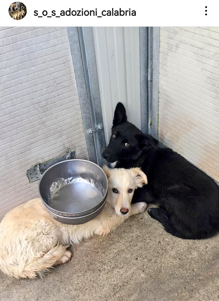 MonicaOrsini8's tweet photo. #Urgente ⚠️ Jason e Wally sono #fobici hanno bisogno di #adozionedelcuore qualcuno dal ❤️ grande che #adotti come atto d'amore. Facciamo il miracolo 🙏🏻🆘3289633366 #Calabria #AdoptDontShop #SosCani #adottami #adottanoncomprare #adottauncanedalcanile #canicercacasa #adozionecani https://t.co/dpXvkgJi9W