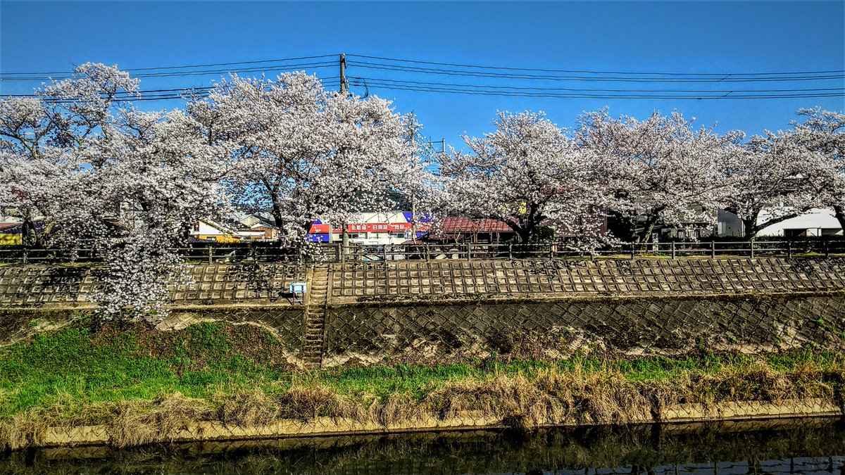 kurousagiX1's tweet photo. ●桜土手の桜が満開です。3/28日 2023
…久々の青空の下で桜が楽しめます。
…#鳥取 #風景 #春 #桜 https://t.co/RC0ktqntVD